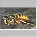 Dolichovespula sylvestris - Waldwespe w01b.jpg